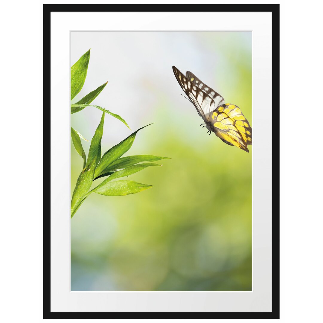 Gerahmtes Poster Bambus mit Schmetterling