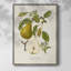 Vintage Pears II, reproduction encadrée - bois massif-2016333926