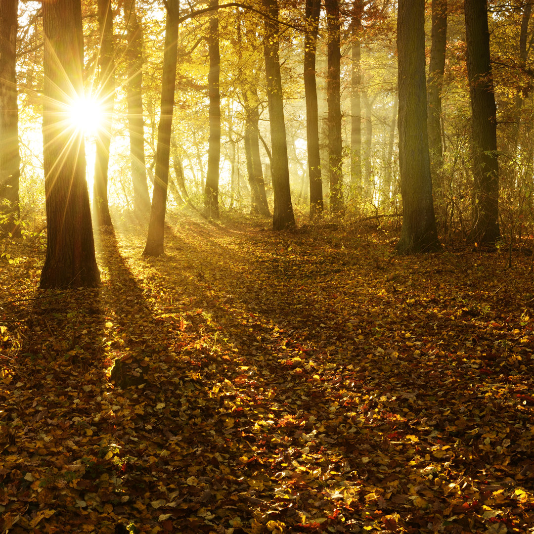 Goldener Herbstwald von Avtg - Kunstdrucke auf Leinwand