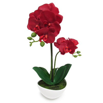 Arrangement de fleurs d'orchidées phalaenopsis en pot