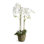 Conservatory Faux Orchid Plant