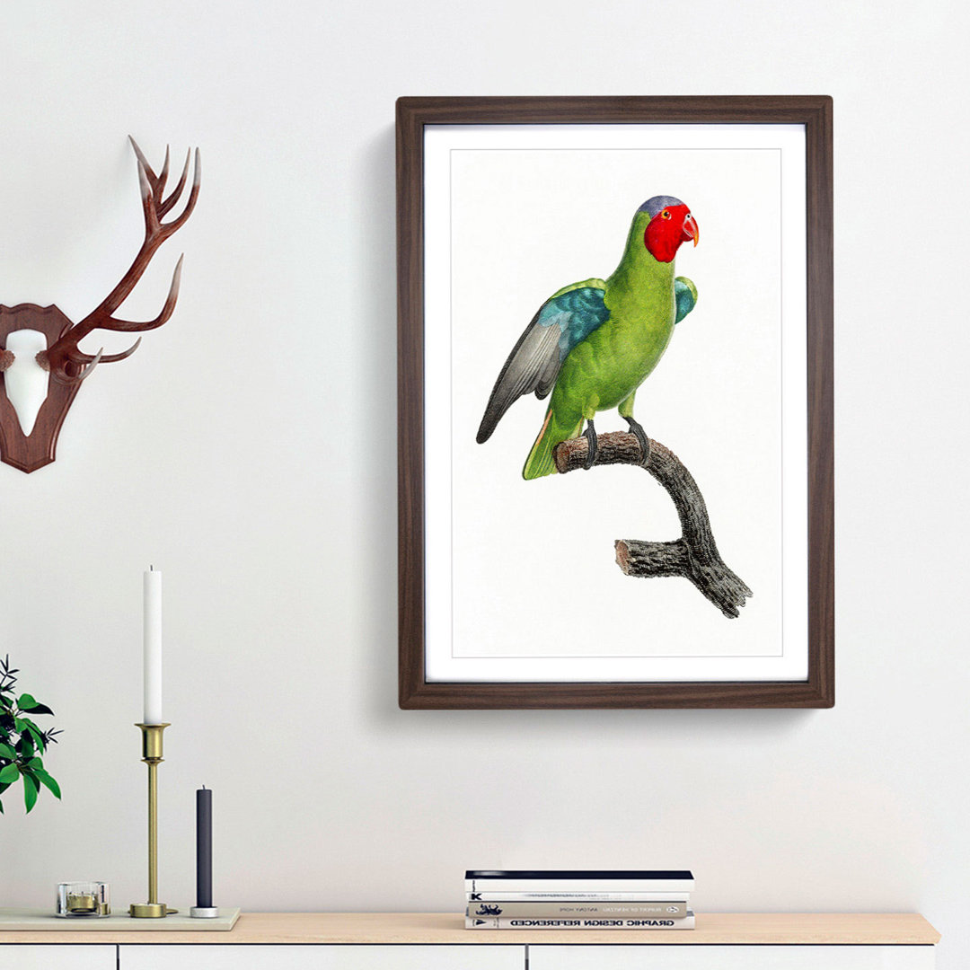 A Red-Cheeked Parrot by F. Levaillant - Framed Print