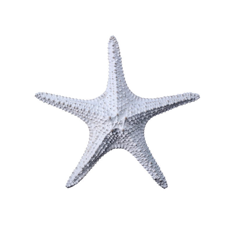 Étoile de mer 11,5 po en résine Amalfi