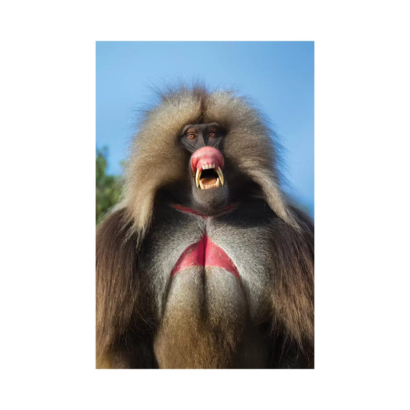 Gelada Pink Threat Ethiopia by Mogens Trolle - Wrapped Canvas Gallery-Wrapped Canvas Giclée, 20.32 cm H x 30.48 cm W