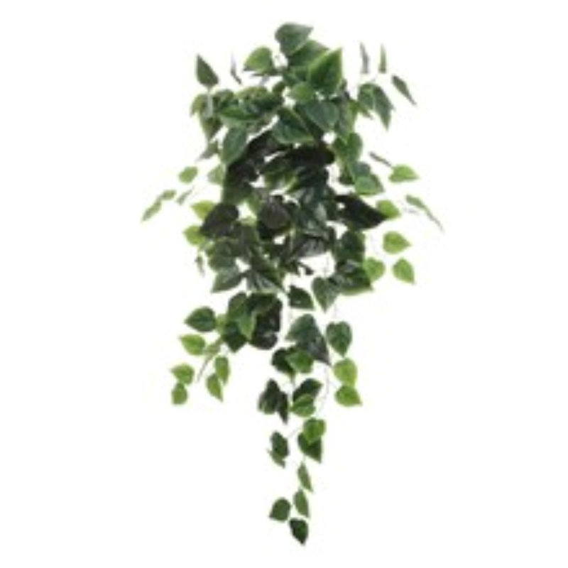 36" Hanging Philodendron Bush - 2025 Spring Collection