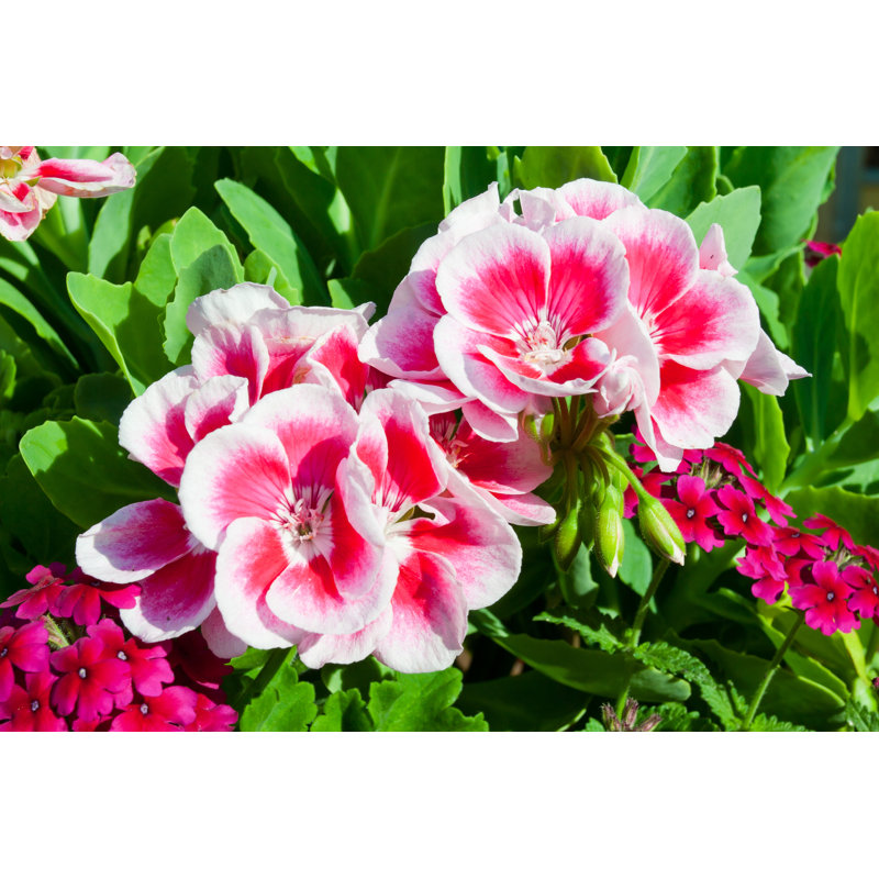 Tepass Zonal Geranium - Wrapped Canvas Print, 81cm H x 122cm W x 3.8cm D
