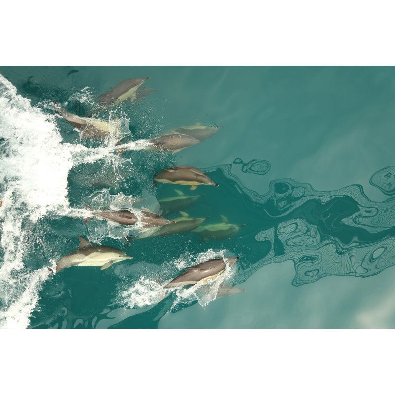 Group Of Dolphins - Wrapped Canvas Print, 20cm H x 30cm W x 3.8cm D