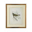 Delicate Birds VI Print