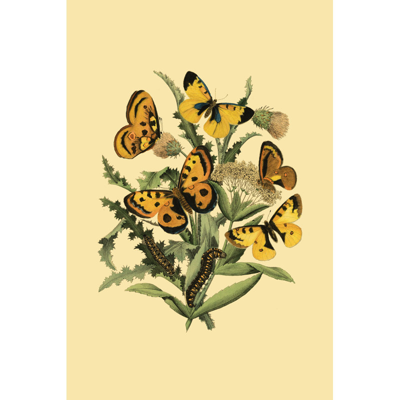 Small Butterfly Gathering IV by Vision Studio - Wrapped Canvas Art Prints, 46cm H x 30cm W x 3.8cm D