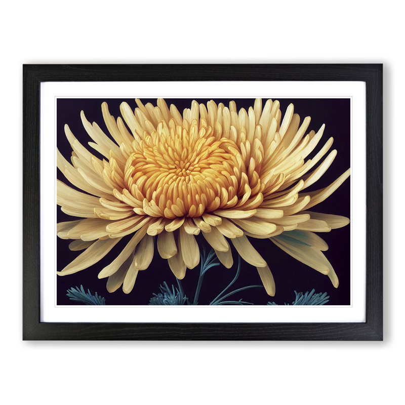 XH1022-1886X Charming Chrysanthemum Flower - Single Picture Frame Print, Black, 46cm H x 64cm W x 2cm D