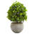 28'' Faux Ficus Tree in Earthenware Pot
