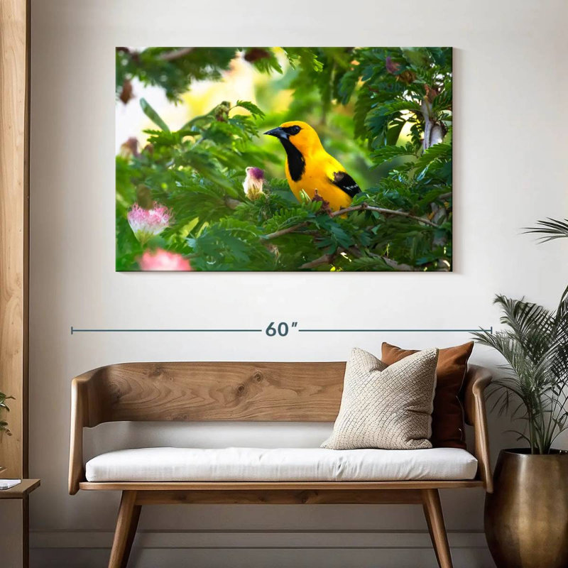 Crowle Oriole Songbirds