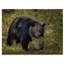 Fillmer «Black Bear Sow», reproduction de photo sur toile tendue-30365137