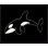 Silly Orca Print by Adam Mowery