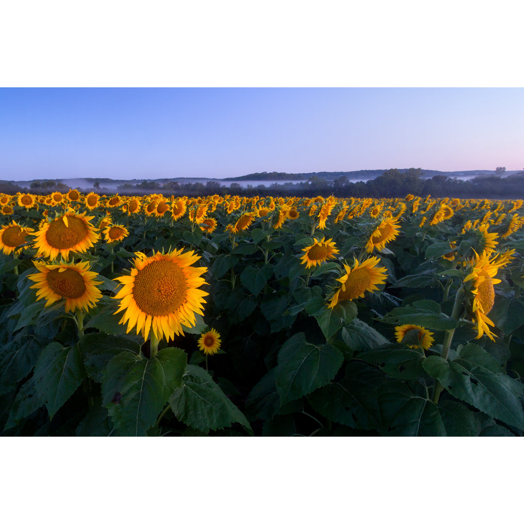 Sonnenblumen in der Dämmerung - Druck