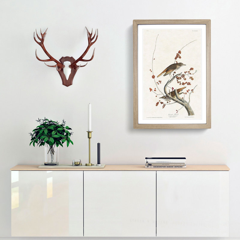 Hermit Thrush Birds by John Audubon - Picture Frame Painting Print, 65cm H x 48cm W x 2cm D, Oak Framed