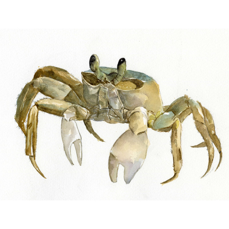 Crabs Abstract Seascape 4 - Impression sur toile tendue, H 36 po x l 48 po