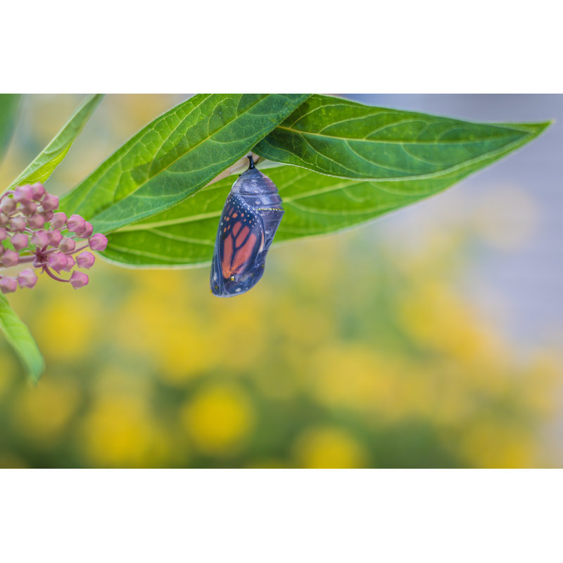 Monarch Chrysalis Turns Clear, Hanging On Milkweed Plant by Rabbitti - Wrapped Canvas Print, 50.8cm x 76.2cm