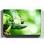 Chameleon Lizard Photographic - Wrapped Canvas-19091688