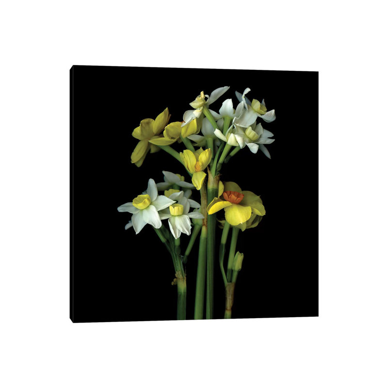 Daffodil Small VI by Magda Indigo - Wrapped Canvas Gallery-Wrapped Canvas Giclée, 30.48 cm H x 30.48 cm W