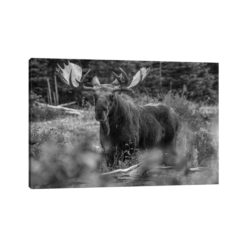Moose Bull, Glacier National Park, Montana - Wrapped Canvas Print, 66.04 cm H x 45.72 cm W x 1.91 cm D