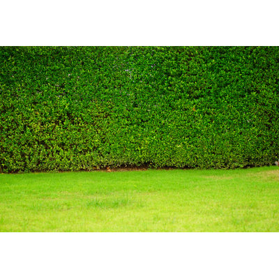 Garden by Supersmario - Wrapped Canvas Print