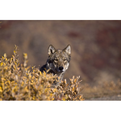 Autumn Wolf Frontview by RichardSeeley - Wrapped Canvas Print