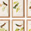HUMMINGBIRDS IN BLOOMS STUDY, ENSEMBLE DE 8