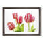 Beautiful Pink Tulips Framed Print-56628241-56628242