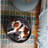 Pet Bed