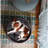 Round Pet Bed