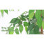 Ficus artificiel 6 pi avec tronc naturel en pot noir pour la décoration intérieure et extérieure