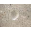 6" x 6" SeaStone Scallop Fossil Impression Decorative Accent Tile in White​
