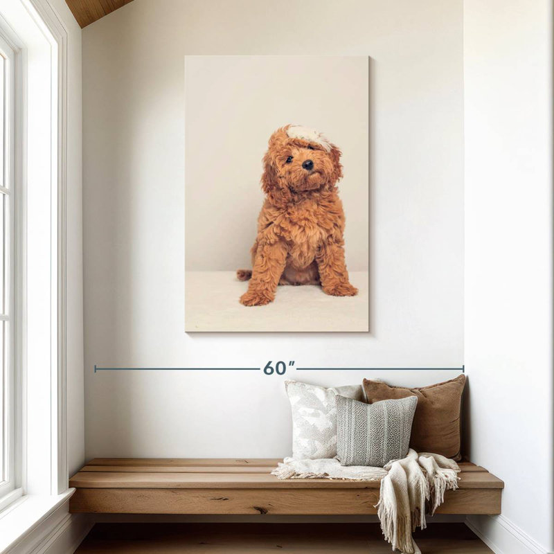 Chiot cockapoo, H 45 po x l 30 po