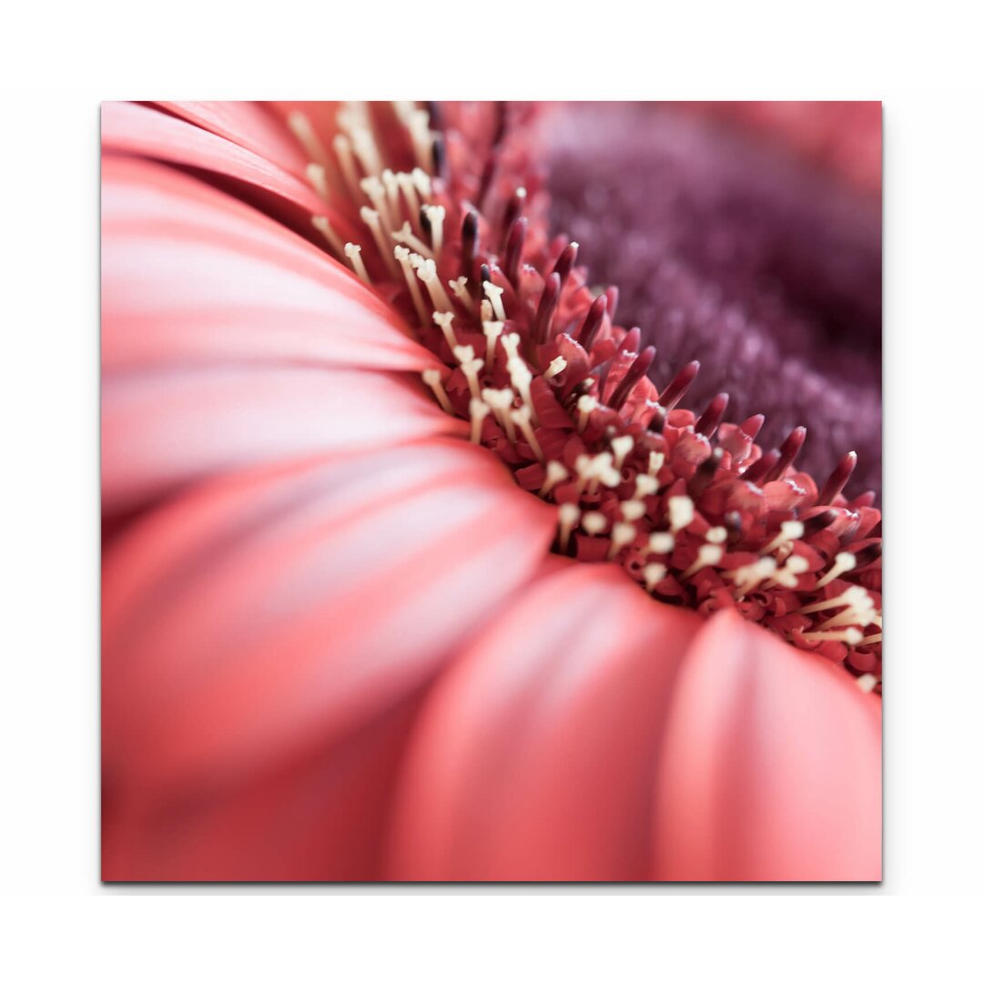 Leinwandbild Rote Gerbera - Nahaufnahme