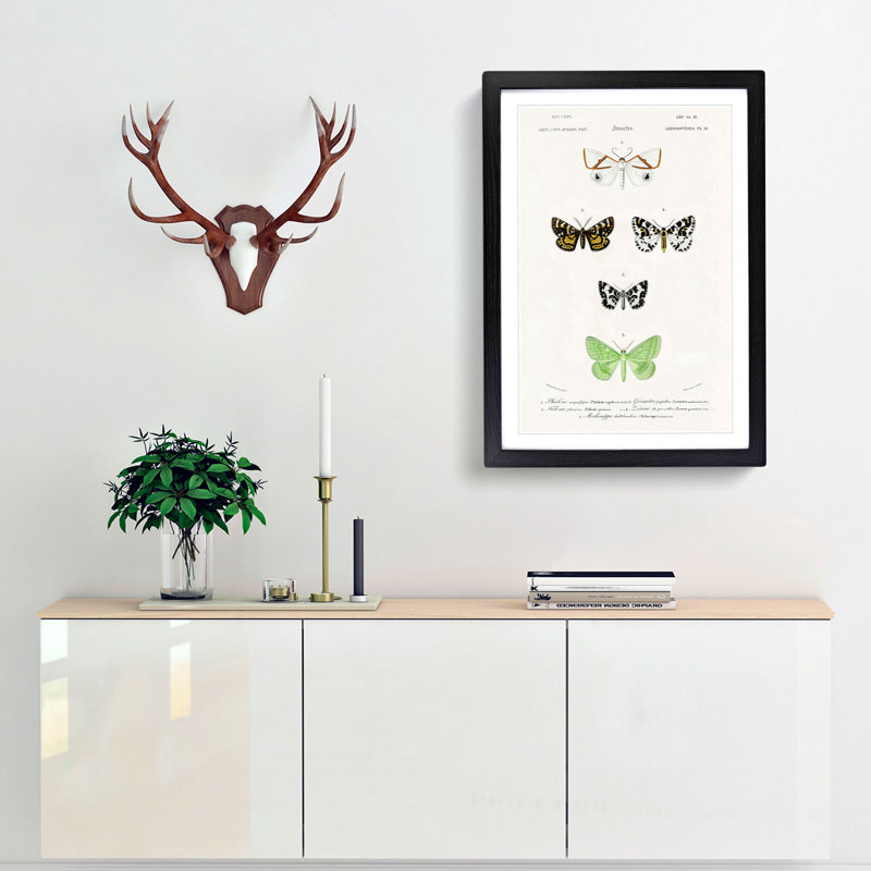 Moth Illustrations Pl.18 by Charles d' Orbigny - Picture Frame Painting Print, 36cm H x 27cm W x 2cm D, Black Framed