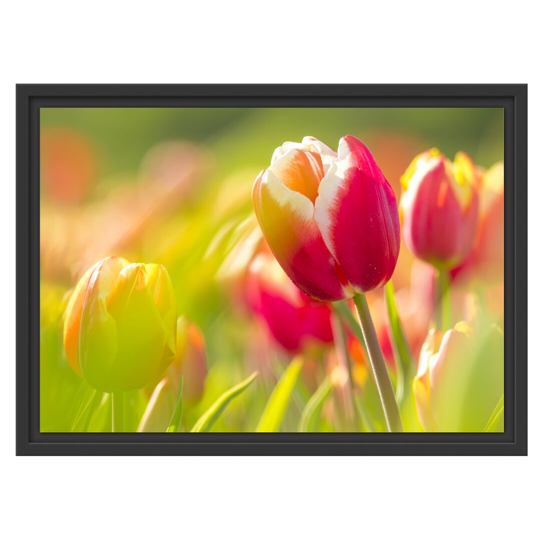 Gerahmtes Wandbild Blühende rote Tulpen