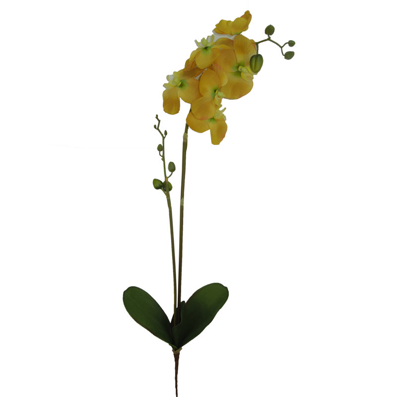 Tige orchidées, Beurre