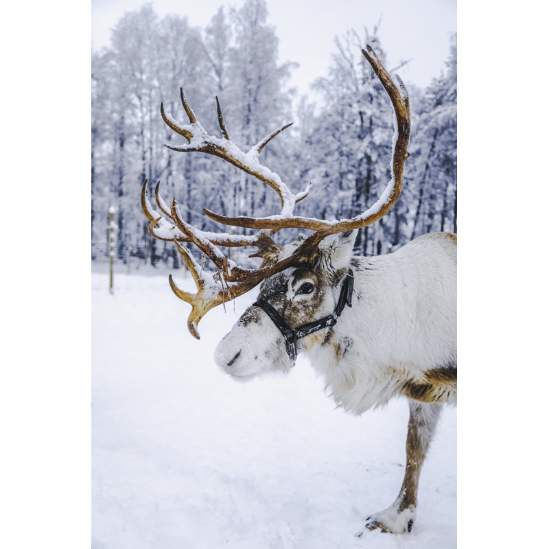 Reindeer Standing On A Snow by Serts - No Frame Painting on Canvas, 76cm H x 51cm W