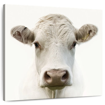 Brampt Charolais Cow