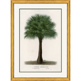 Palms 3 Giclee Print by Isabelle De Borchgrave