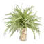 Feather Fern Arrangement with Shells