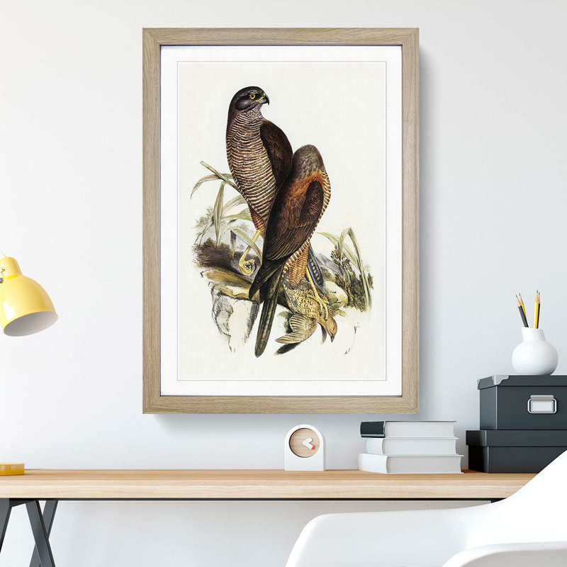 Australian Goshawks by Elizabeth Gould - Framed Print, 33cm H x 24cm W x 2cm D, Oak Framed