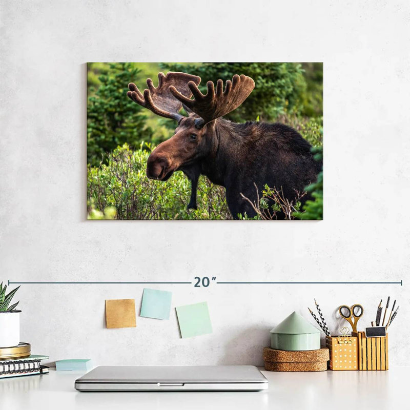 Brampt Wild Bull Moose, 8" H x 12" W