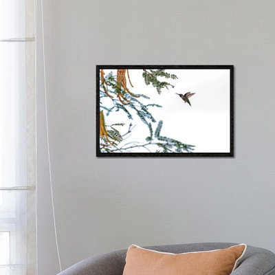 Hummingbird In Flight Isolated On White Sky by Susan Richey - Floater Frame Gallery-Wrapped Canvas Giclée on Canvas
