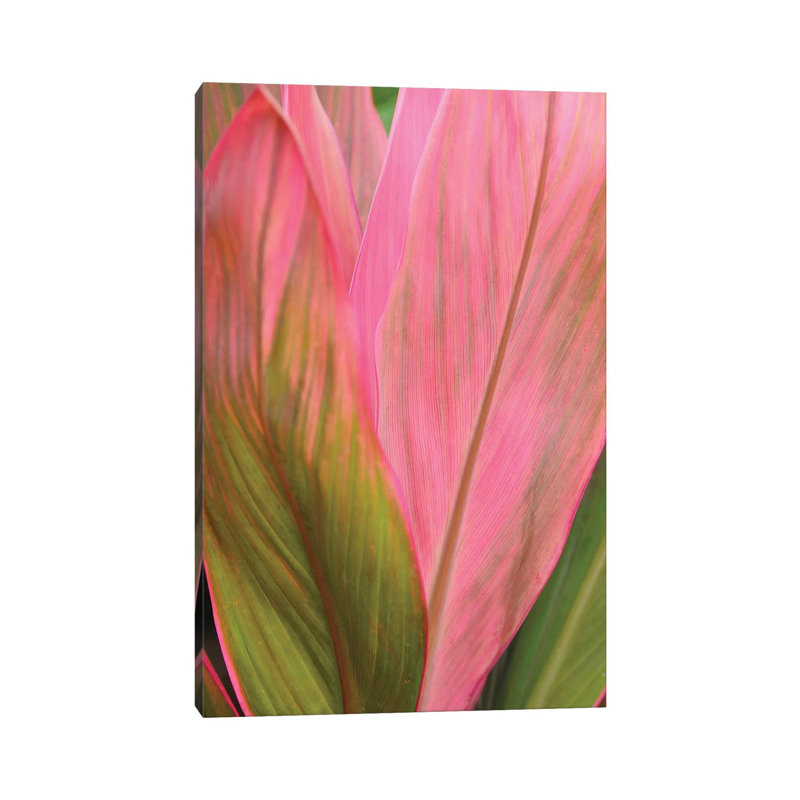 Ti Plant by Brian Wolf - Wrapped Canvas Print, 30.48cm H x 20.32cm W x 1.91cm D