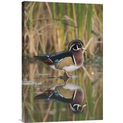 " Wood Duck Male "
