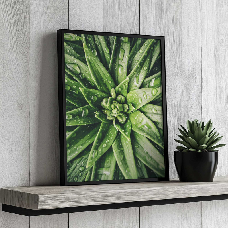 «Dew Drop Succulent» par Susan Ball, reproduction d'art, L 30 x H 40, Noir, Impression encadrée