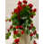 Rouge sélectionné