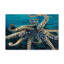 «Wild Octopus II» par Carolee Vitaletti - peinture sur toile-2138550207